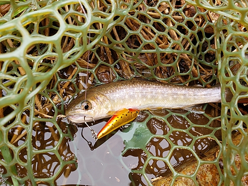 イワナの釣果