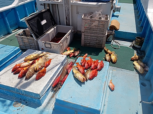 アオハタの釣果