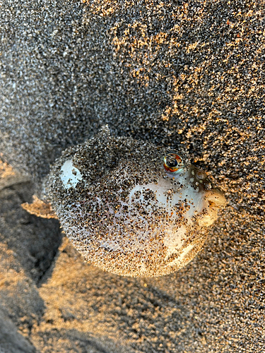 フグの釣果