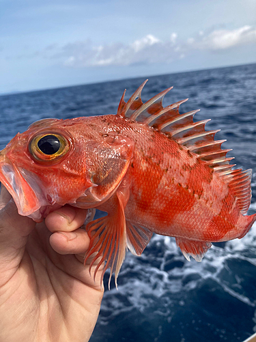 ユメカサゴの釣果