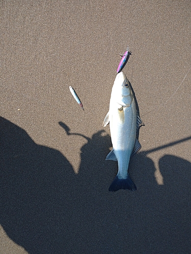 スズキの釣果