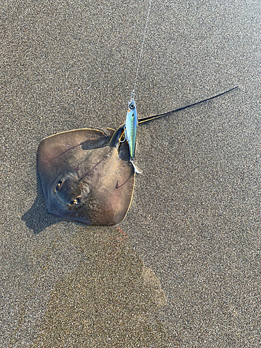 エイの釣果