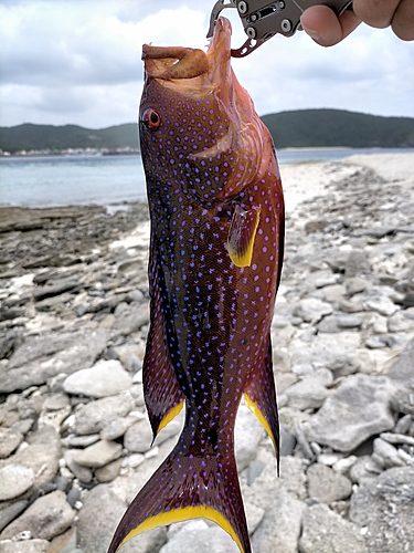 バラハタの釣果