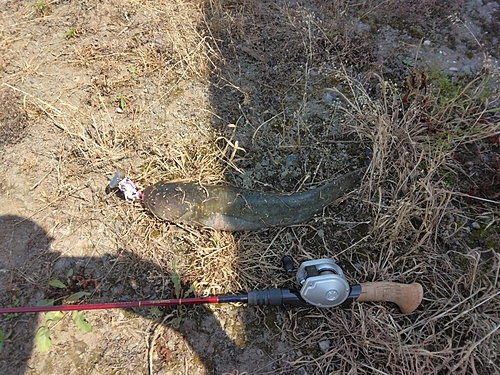 マナマズの釣果