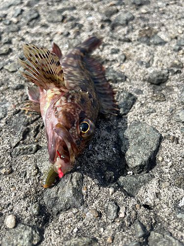 ガシラの釣果