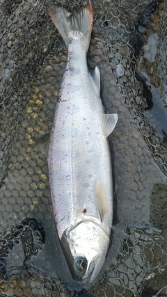 アマゴの釣果