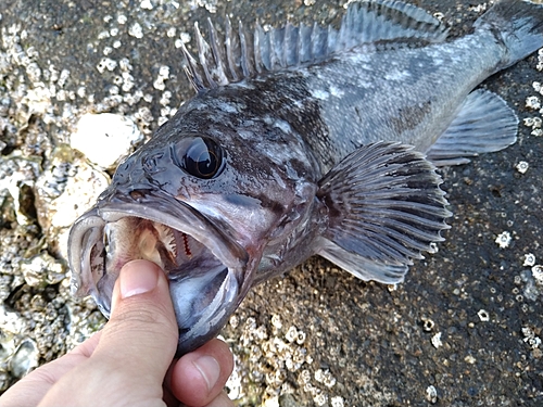 クロソイの釣果