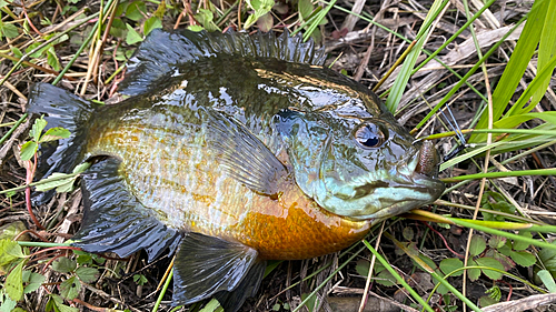 ブルーギルの釣果