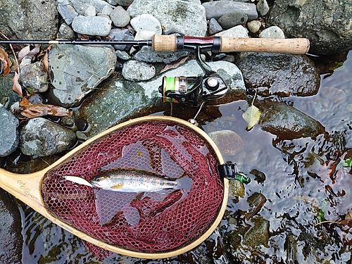 アマゴの釣果