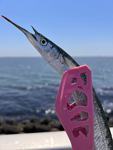 サヨリの釣果