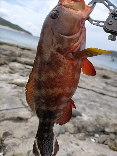 ニジハタの釣果