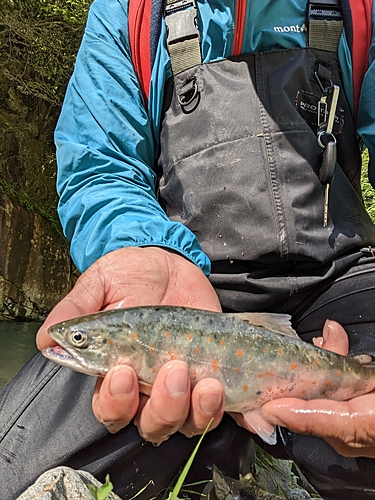 アマゴの釣果