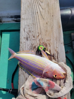 イトヨリダイの釣果