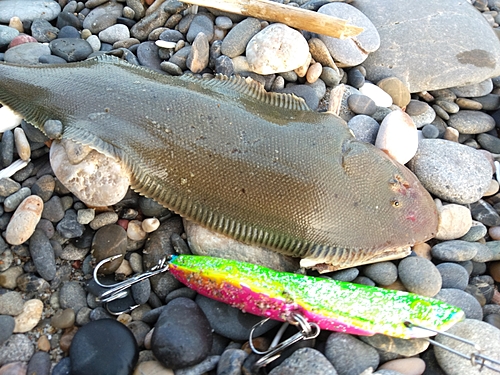 シタビラメの釣果