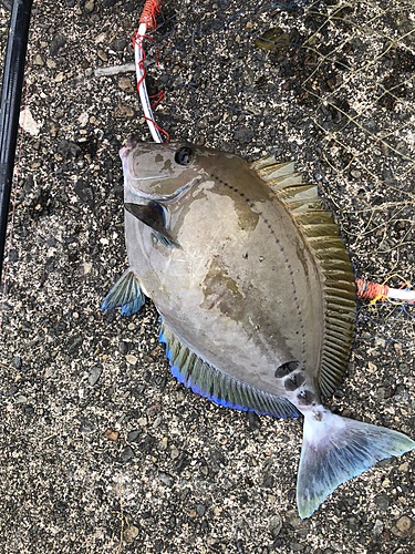 ニザダイの釣果