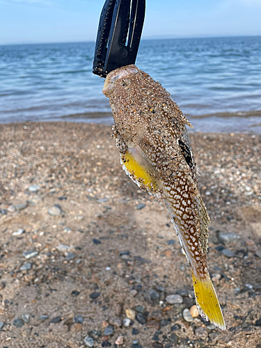 ミシマオコゼの釣果