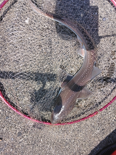 サメの釣果