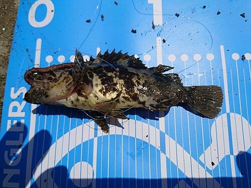 タケノコメバルの釣果