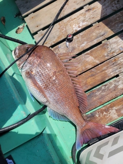 マダイの釣果