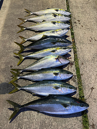 ブリの釣果