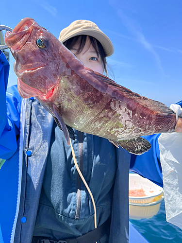 マハタの釣果