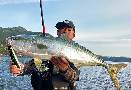 ワラサの釣果