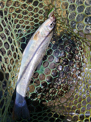 イワナの釣果