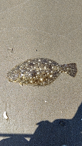 ソゲの釣果