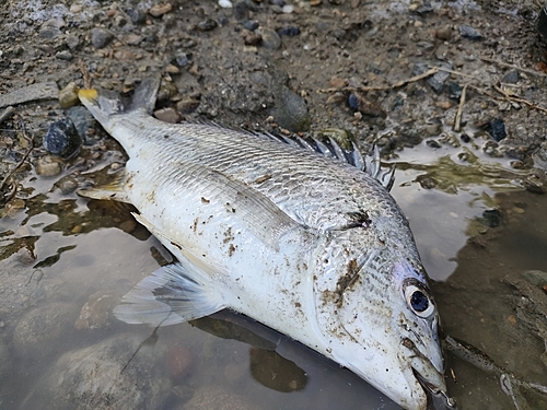 キビレの釣果