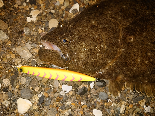 ヒラメの釣果