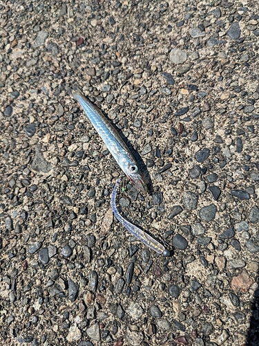 アカカマスの釣果