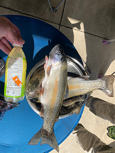 ニジマスの釣果