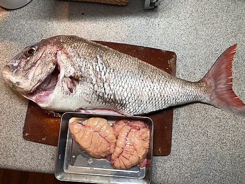 タイの釣果