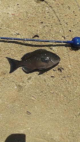 メジナの釣果