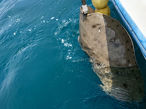 エイの釣果