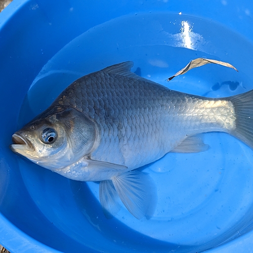 ヘラブナの釣果