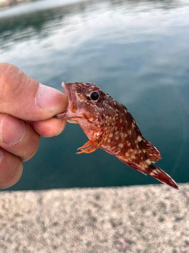 カサゴの釣果