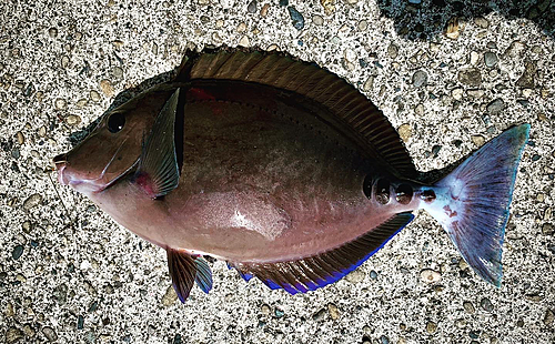 サンノジの釣果