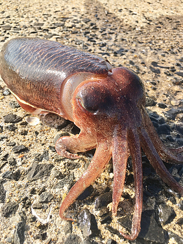 コウイカの釣果