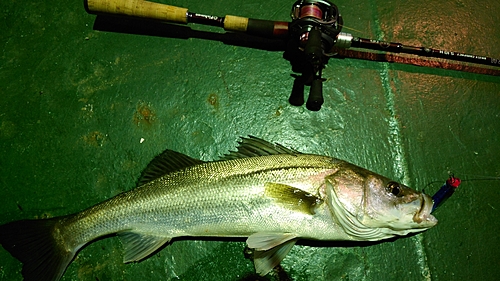 シーバスの釣果