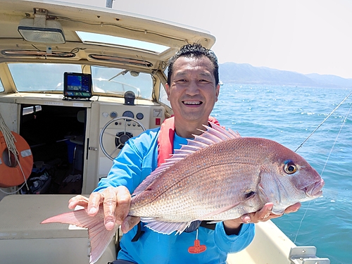 マダイの釣果