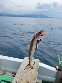 エソの釣果