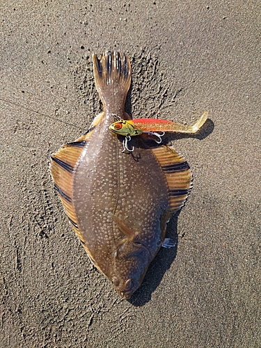 ヌマガレイの釣果