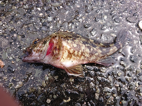 カサゴの釣果