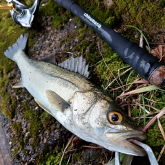 スズキの釣果