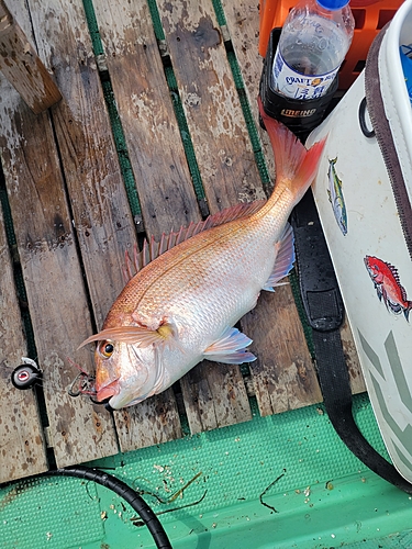 マダイの釣果