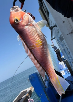 アマダイの釣果