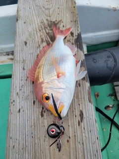 レンコダイの釣果