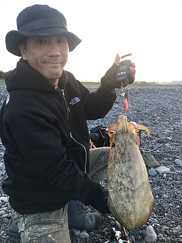 カミナリイカの釣果