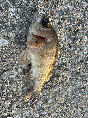 メバルの釣果